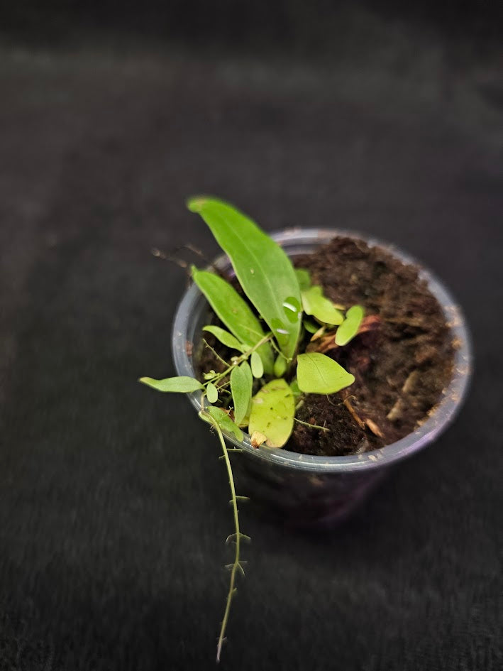 Utricularia Longifolia #04, An Epiphytic Bladderwort Native To Brazil, It Produces Showy Purple Flowers On Long Stalks