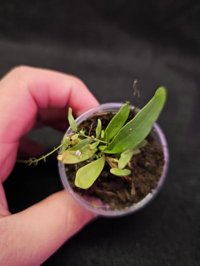 Utricularia Longifolia #04, An Epiphytic Bladderwort Native To Brazil, It Produces Showy Purple Flowers On Long Stalks