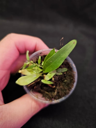 Utricularia Longifolia #04, An Epiphytic Bladderwort Native To Brazil, It Produces Showy Purple Flowers On Long Stalks