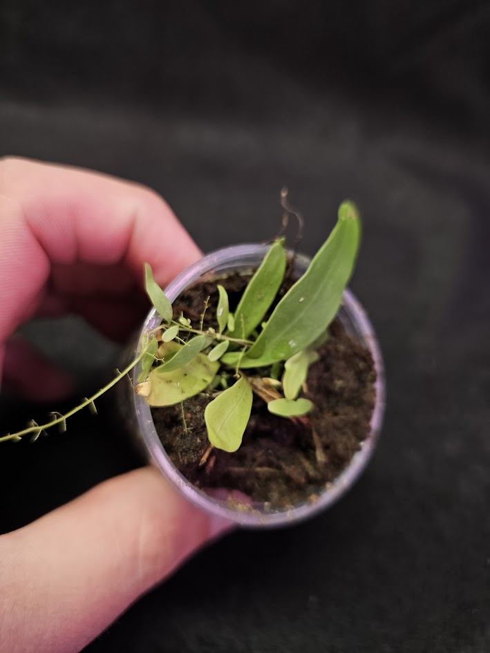 Utricularia Longifolia #04, An Epiphytic Bladderwort Native To Brazil, It Produces Showy Purple Flowers On Long Stalks