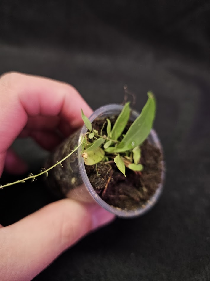 Utricularia Longifolia #04, An Epiphytic Bladderwort Native To Brazil, It Produces Showy Purple Flowers On Long Stalks