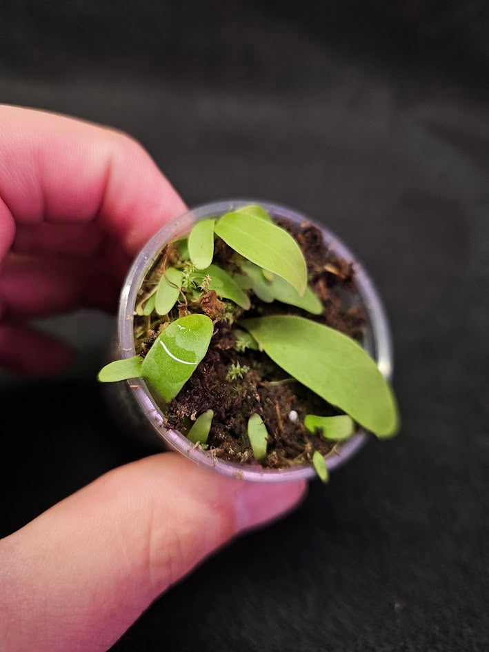 Utricularia Longifolia #05, An Epiphytic Bladderwort Native To Brazil, It Produces Showy Purple Flowers On Long Stalks