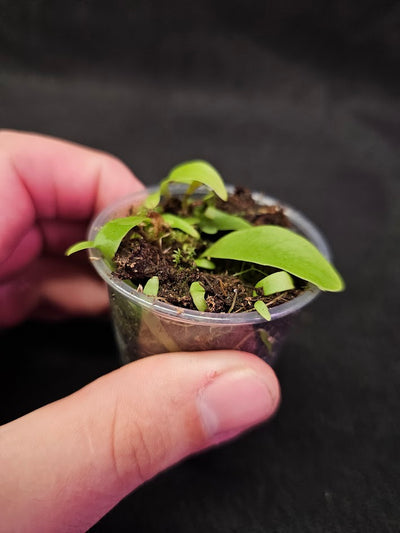 Utricularia Longifolia #05, An Epiphytic Bladderwort Native To Brazil, It Produces Showy Purple Flowers On Long Stalks