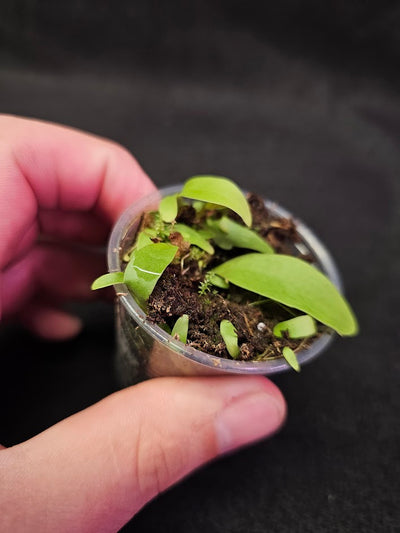 Utricularia Longifolia #05, An Epiphytic Bladderwort Native To Brazil, It Produces Showy Purple Flowers On Long Stalks