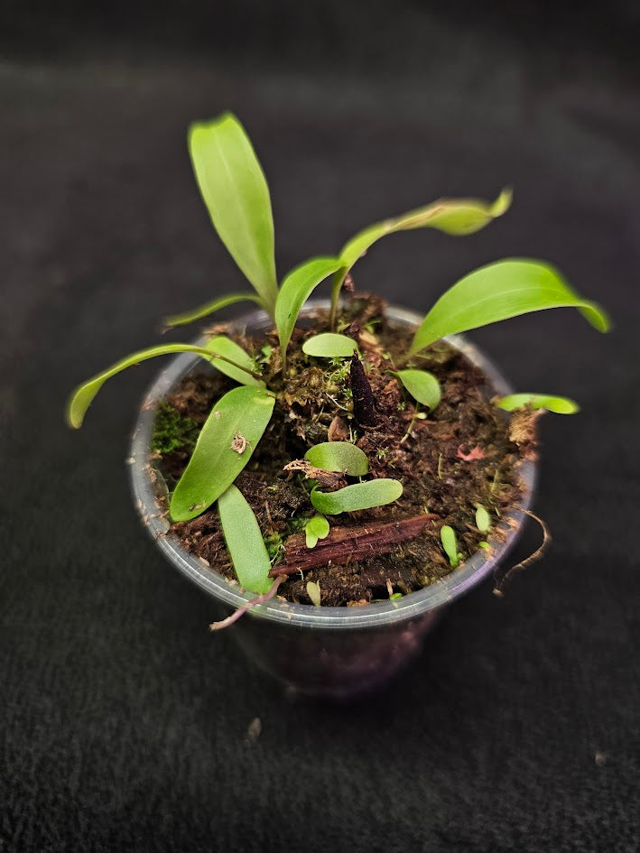 Utricularia Longifolia #06, An Epiphytic Bladderwort Native To Brazil, It Produces Showy Purple Flowers On Long Stalks