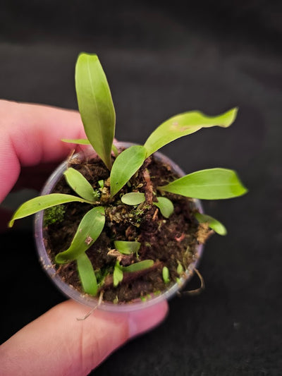 Utricularia Longifolia #06, An Epiphytic Bladderwort Native To Brazil, It Produces Showy Purple Flowers On Long Stalks