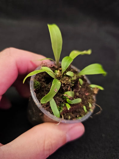 Utricularia Longifolia #06, An Epiphytic Bladderwort Native To Brazil, It Produces Showy Purple Flowers On Long Stalks