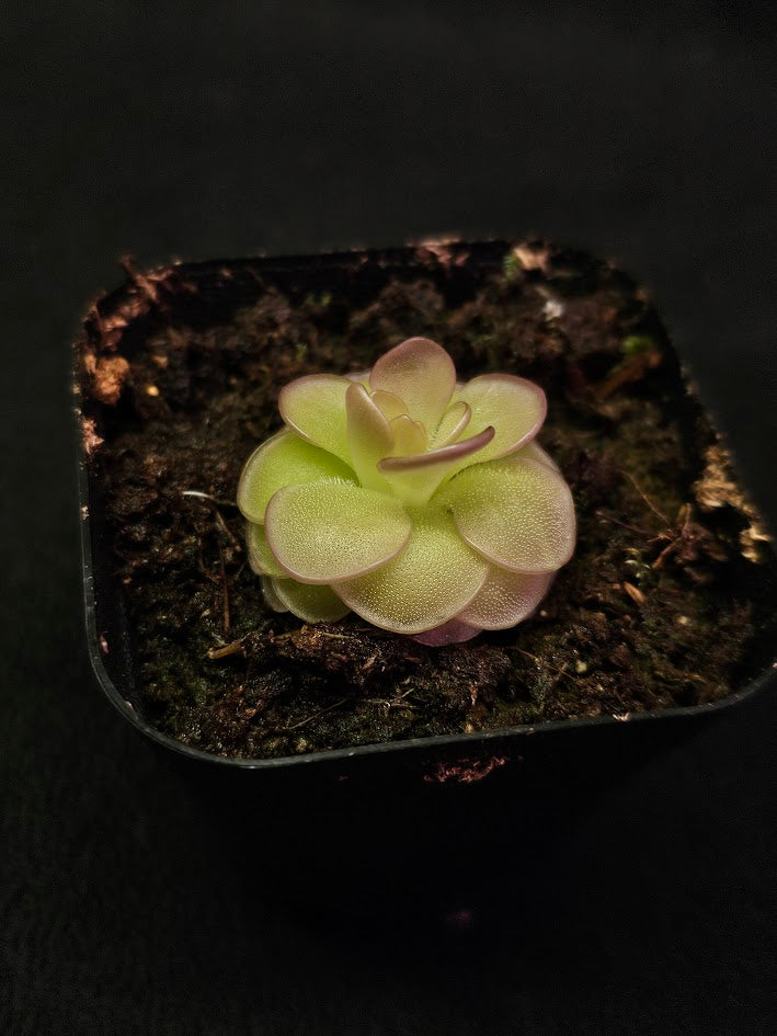 Pinguicula Hanka #02, A Mexican Butterwort Hybrid Of P. Zecheri & P. Rotundiflora