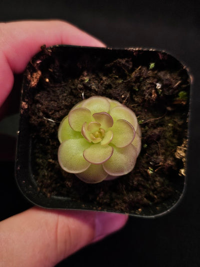 Pinguicula Hanka #02, A Mexican Butterwort Hybrid Of P. Zecheri & P. Rotundiflora