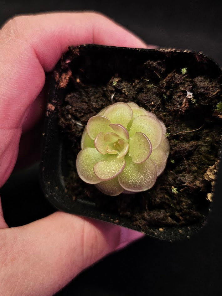 Pinguicula Hanka #02, A Mexican Butterwort Hybrid Of P. Zecheri & P. Rotundiflora