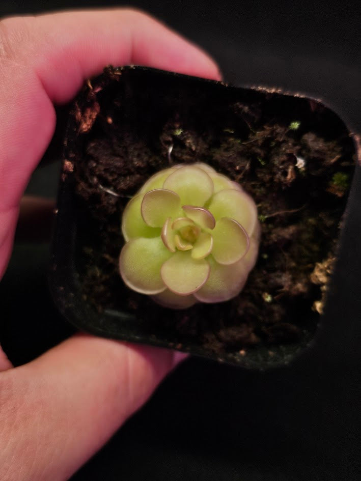 Pinguicula Hanka #02, A Mexican Butterwort Hybrid Of P. Zecheri & P. Rotundiflora