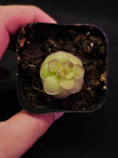 Pinguicula Hanka #02, A Mexican Butterwort Hybrid Of P. Zecheri & P. Rotundiflora