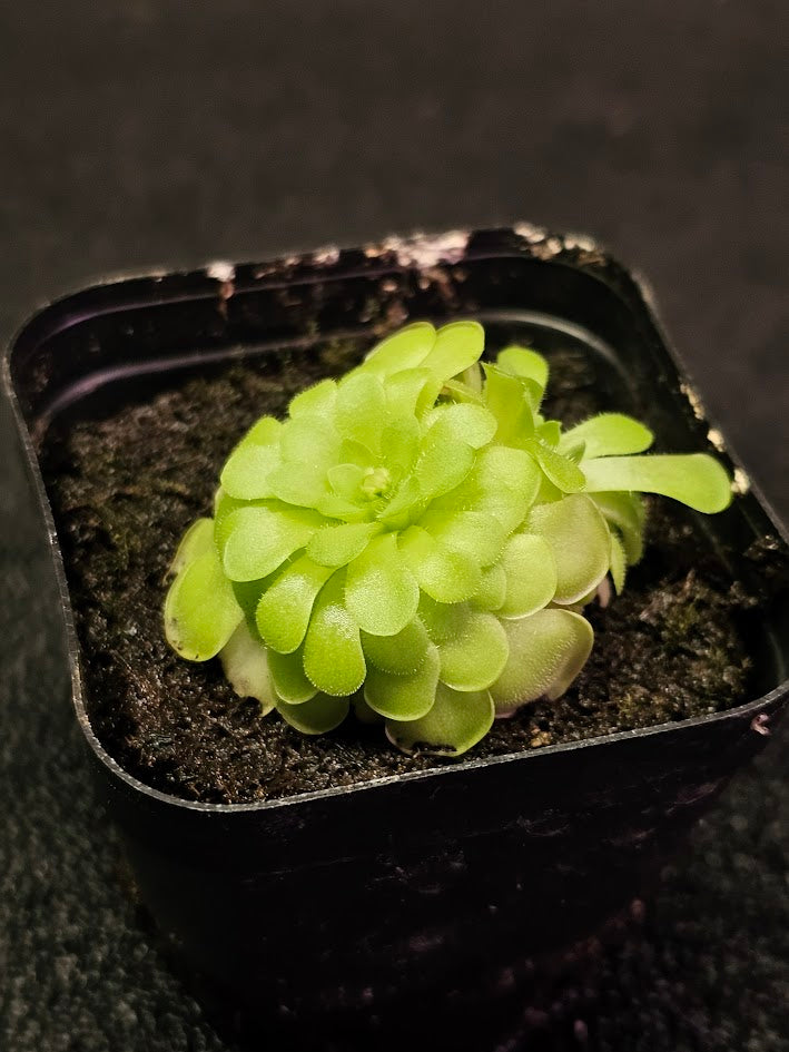 Pinguicula Hanka #11, A Mexican Butterwort Hybrid Of P. Zecheri & P. Rotundiflora