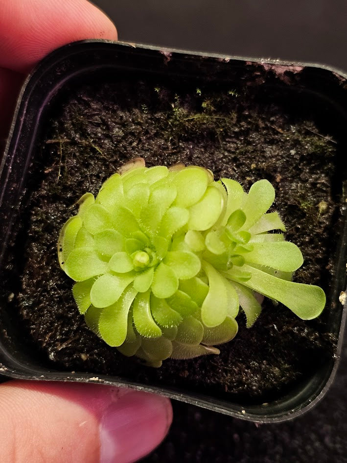 Pinguicula Hanka #11, A Mexican Butterwort Hybrid Of P. Zecheri & P. Rotundiflora