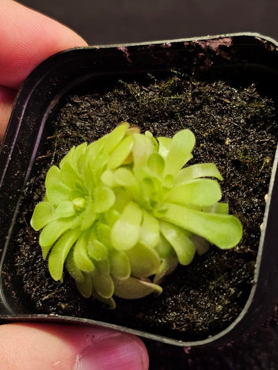 Pinguicula Hanka #11, A Mexican Butterwort Hybrid Of P. Zecheri & P. Rotundiflora