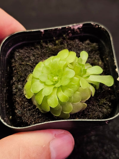 Pinguicula Hanka #11, A Mexican Butterwort Hybrid Of P. Zecheri & P. Rotundiflora