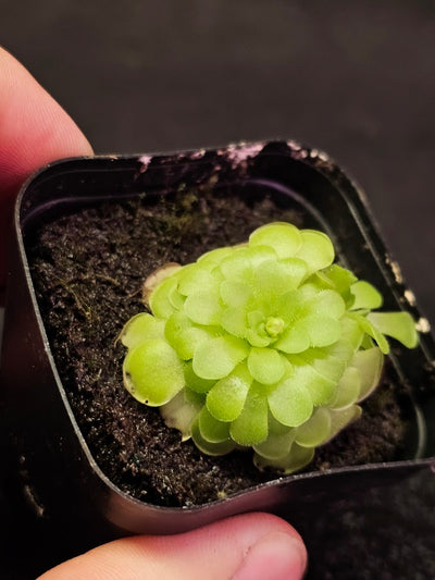 Pinguicula Hanka #11, A Mexican Butterwort Hybrid Of P. Zecheri & P. Rotundiflora