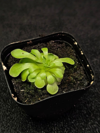 Pinguicula Hanka #12, A Mexican Butterwort Hybrid Of P. Zecheri & P. Rotundiflora