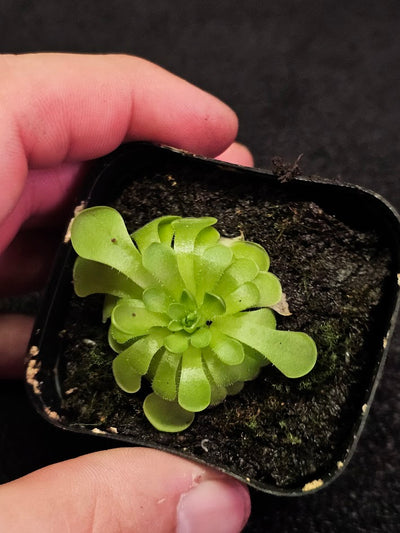 Pinguicula Hanka #12, A Mexican Butterwort Hybrid Of P. Zecheri & P. Rotundiflora