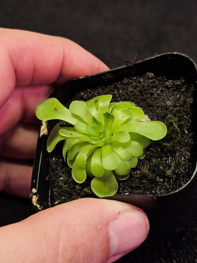 Pinguicula Hanka #12, A Mexican Butterwort Hybrid Of P. Zecheri & P. Rotundiflora