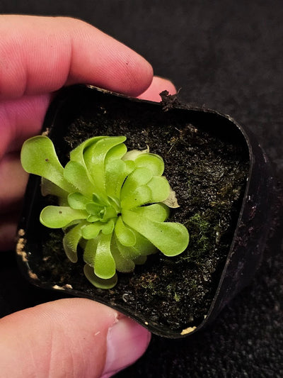 Pinguicula Hanka #12, A Mexican Butterwort Hybrid Of P. Zecheri & P. Rotundiflora