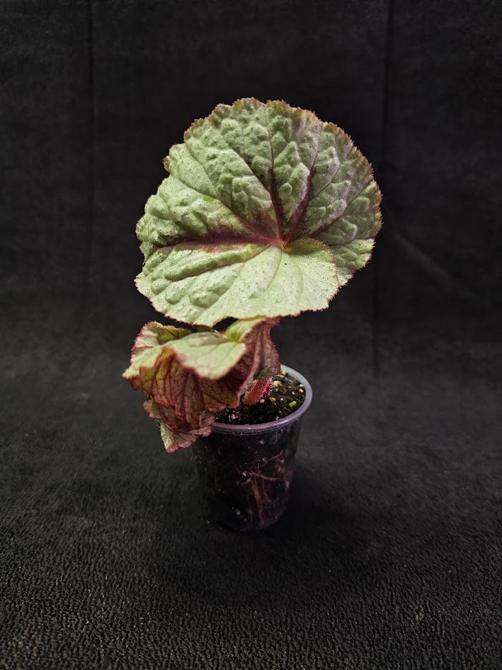 Begonia Sp Silver & Black Vietnam #01, Loves Warm Temperatures & Scattered Light