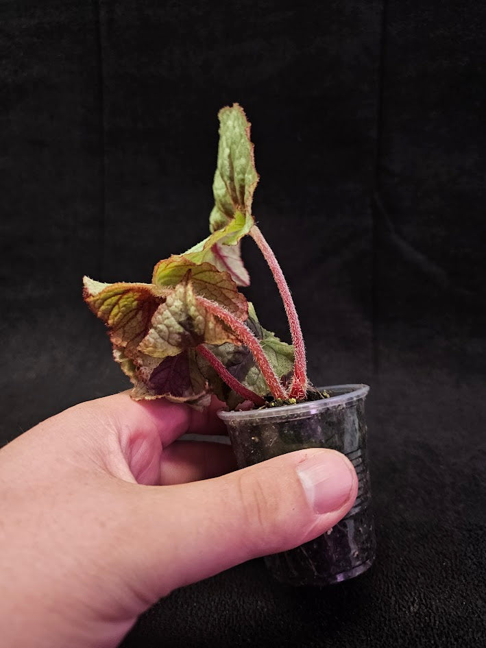 Begonia Sp Silver & Black Vietnam #01, Loves Warm Temperatures & Scattered Light