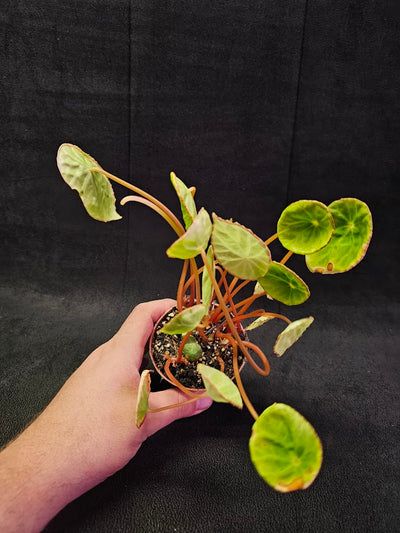 Begonia Scapigera #01, An African Species Native To The Country Of Cameroon