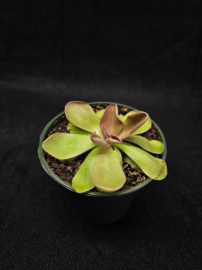 Pinguicula Blush #04, Produces A Compact Rosette Of Sticky Leaves, Turns Pink Under Bright Light