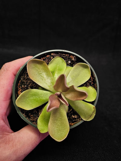 Pinguicula Blush #04, Produces A Compact Rosette Of Sticky Leaves, Turns Pink Under Bright Light