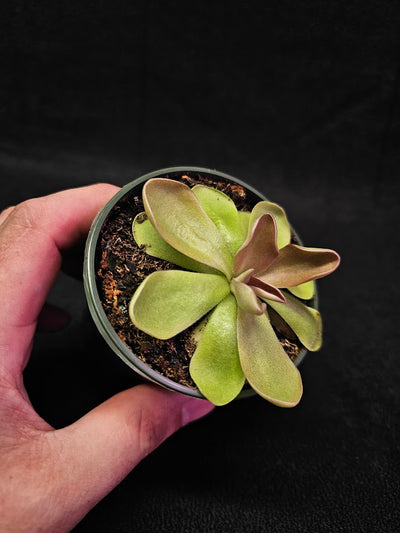 Pinguicula Blush #04, Produces A Compact Rosette Of Sticky Leaves, Turns Pink Under Bright Light