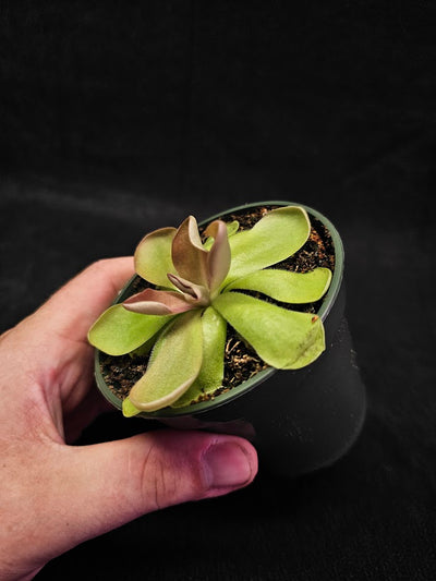 Pinguicula Blush #04, Produces A Compact Rosette Of Sticky Leaves, Turns Pink Under Bright Light