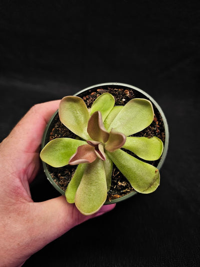 Pinguicula Blush #04, Produces A Compact Rosette Of Sticky Leaves, Turns Pink Under Bright Light