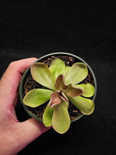 Pinguicula Blush #04, Produces A Compact Rosette Of Sticky Leaves, Turns Pink Under Bright Light