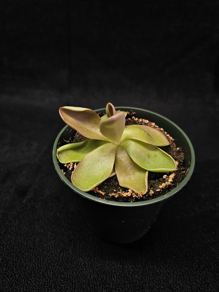 Pinguicula Blush #07, Produces A Compact Rosette Of Sticky Leaves, Turns Pink Under Bright Light