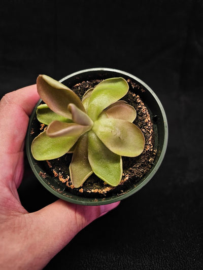 Pinguicula Blush #07, Produces A Compact Rosette Of Sticky Leaves, Turns Pink Under Bright Light