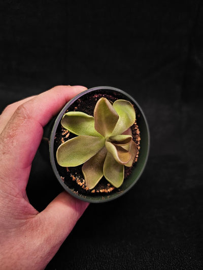 Pinguicula Blush #07, Produces A Compact Rosette Of Sticky Leaves, Turns Pink Under Bright Light