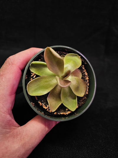 Pinguicula Blush #07, Produces A Compact Rosette Of Sticky Leaves, Turns Pink Under Bright Light