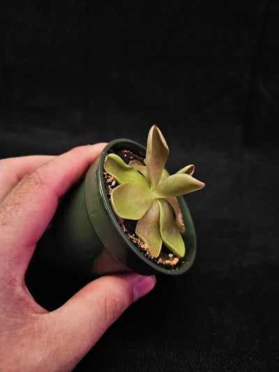 Pinguicula Blush #07, Produces A Compact Rosette Of Sticky Leaves, Turns Pink Under Bright Light