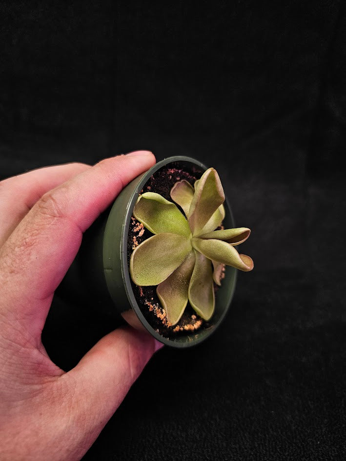 Pinguicula Blush #07, Produces A Compact Rosette Of Sticky Leaves, Turns Pink Under Bright Light