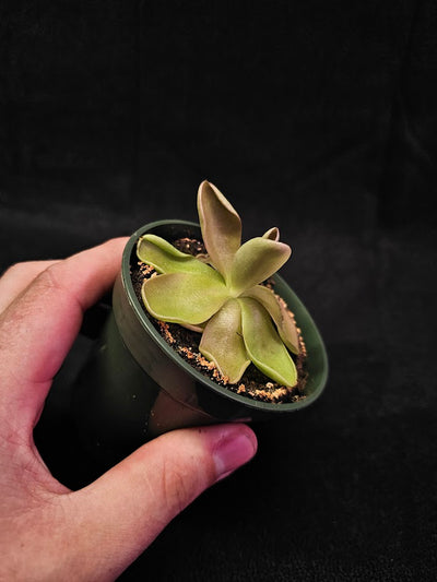 Pinguicula Blush #07, Produces A Compact Rosette Of Sticky Leaves, Turns Pink Under Bright Light