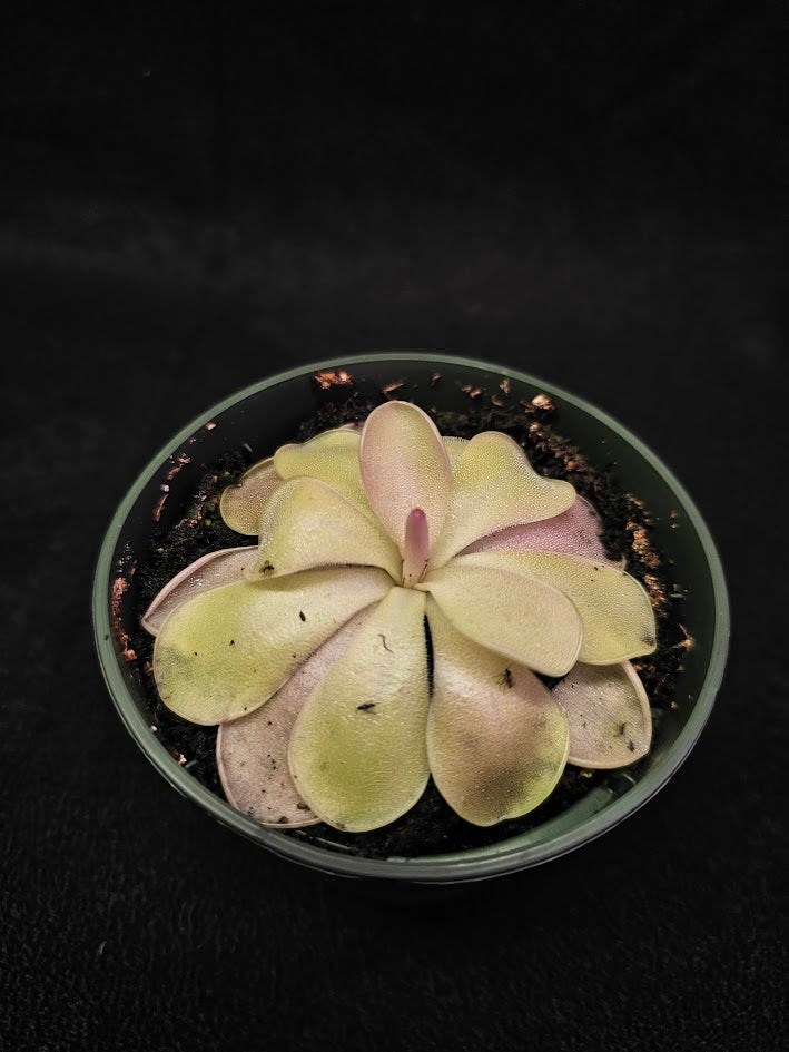 Pinguicula Blush #14, Produces A Compact Rosette Of Sticky Leaves, Turns Pink Under Bright Light