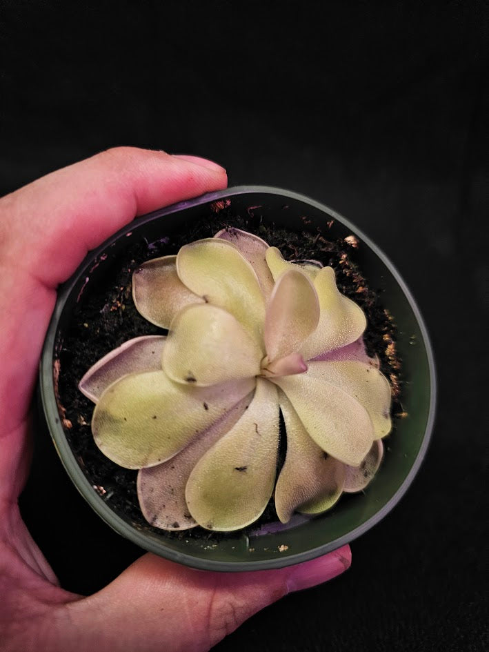 Pinguicula Blush #14, Produces A Compact Rosette Of Sticky Leaves, Turns Pink Under Bright Light