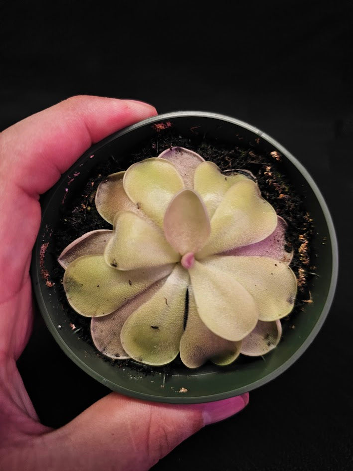 Pinguicula Blush #14, Produces A Compact Rosette Of Sticky Leaves, Turns Pink Under Bright Light