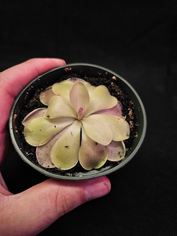 Pinguicula Blush #14, Produces A Compact Rosette Of Sticky Leaves, Turns Pink Under Bright Light