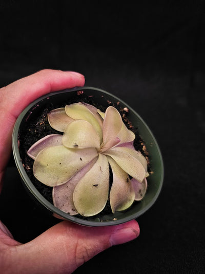 Pinguicula Blush #14, Produces A Compact Rosette Of Sticky Leaves, Turns Pink Under Bright Light