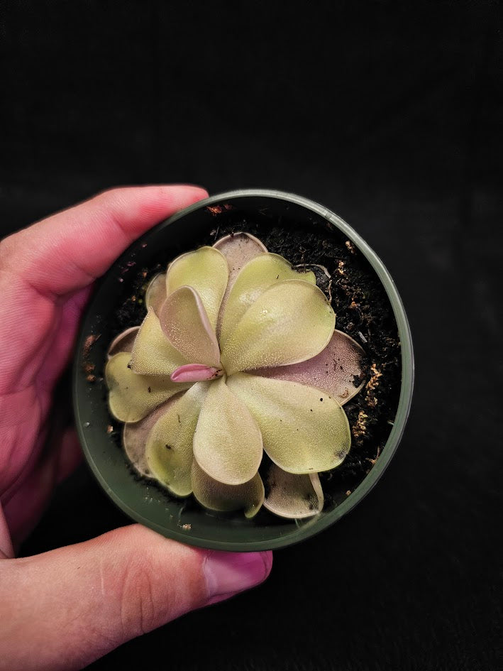 Pinguicula Blush #14, Produces A Compact Rosette Of Sticky Leaves, Turns Pink Under Bright Light