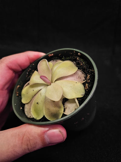 Pinguicula Blush #14, Produces A Compact Rosette Of Sticky Leaves, Turns Pink Under Bright Light