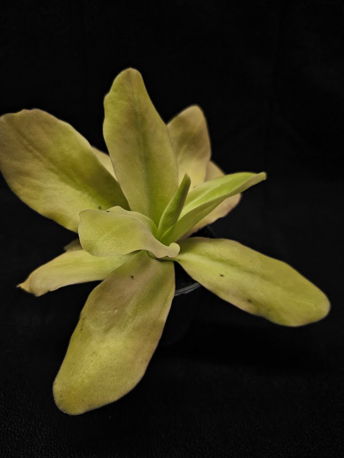 Pinguicula Gigantea #01, The Largest Known Mexican Butterwort In The World, Gets A Diameter Up to One Foot