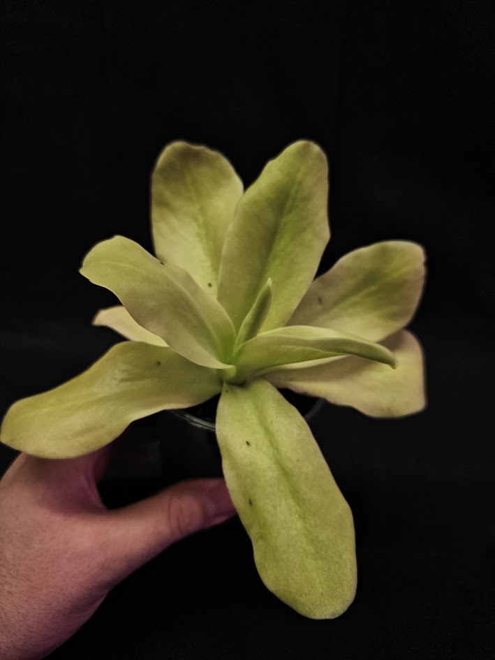 Pinguicula Gigantea #01, The Largest Known Mexican Butterwort In The World, Gets A Diameter Up to One Foot